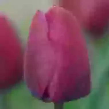 Negrita